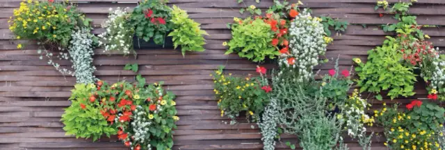 Jak ozdobić płot w ogrodzie: 10 kreatywnych pomysłów na dekorację