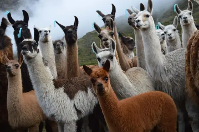 Czy alpaka uczula? Odkryj hipoalergiczne właściwości wełny alpaki