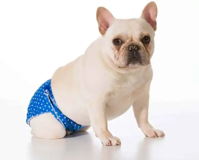 Czy są pampersy dla psów? Sprawdź, jak pomóc swojemu pupilowi