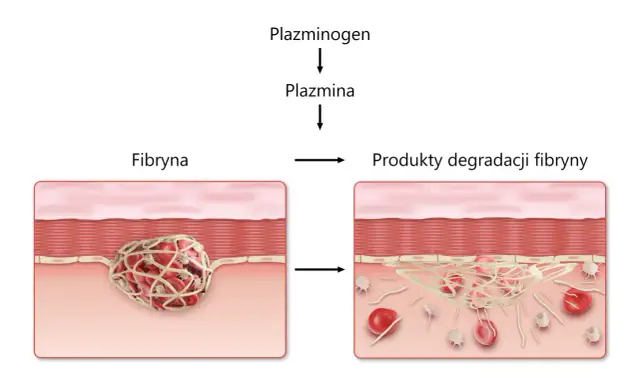 Krzepnięcie krwi i płytki: Jak działa ten ratujący życie mechanizm?
