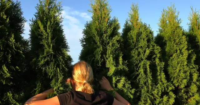 Ile cm od płotu sadzić tuje, aby uniknąć problemów z sąsiadami?