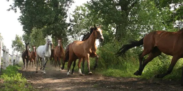 Stadnina koni Pępowo: historia, sukcesy i tajemnice hodowli koni