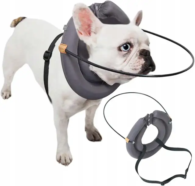 Akcesoria dla niewidomego psa, które zapewnią mu bezpieczeństwo i radość