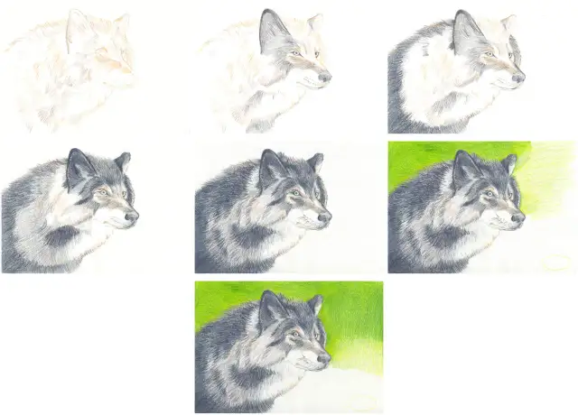 Wolf zeichnen lernen: Schritt-für-Schritt-Anleitung & Tipps