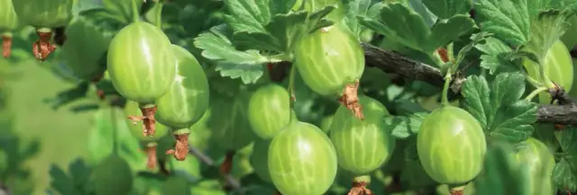 Kiedy jest sezon na agrest? Sprawdź, jak wybrać i gdzie kupić