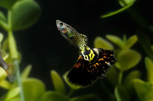 Gupiki: Jak szybko rosną? Sekrety zdrowego i bujnego rozwoju