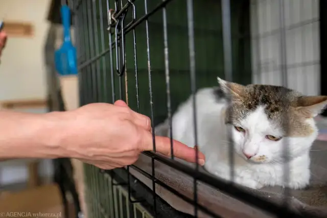 Ryż dla kota: Czy jest bezpieczny? Kiedy pomaga, a kiedy szkodzi?