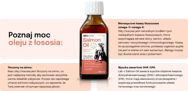 Jaki olej z łososia dla psa? Najlepsze produkty dla zdrowia pupila