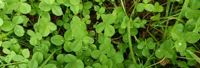 Koniczyna chwast: jak skutecznie zwalczyć ją w trawniku i ogrodzie