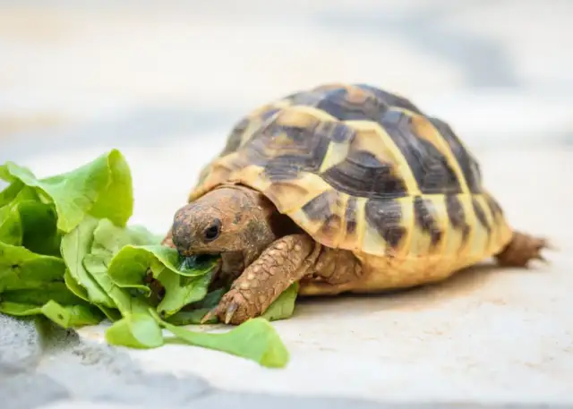Co je żółw domowy i jak zadbać o jego zdrowie i dietę?