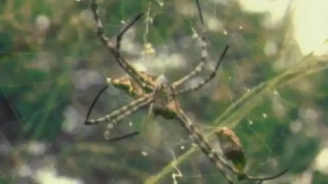 Najlepsze filmy o pająkach dla dzieci, które uczą i bawią