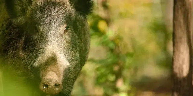 Koszt badania mięsa na włośnie: Od 40 zł! Sprawdź, co musisz wiedzieć.