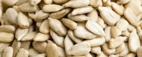 Czy pies może jeść słonecznik? Sprawdź, co musisz wiedzieć!