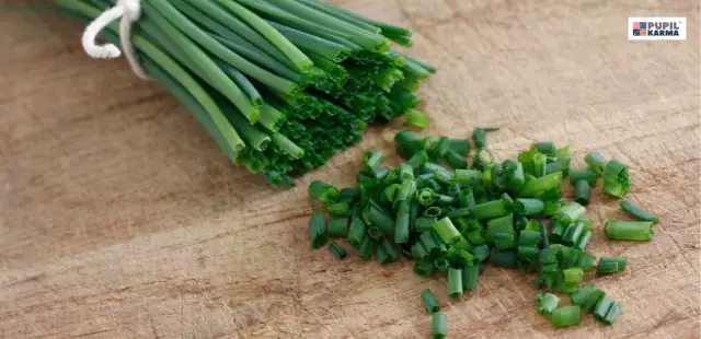 Czy kot może jeść szczypiorek? Toksyczność i objawy zatrucia