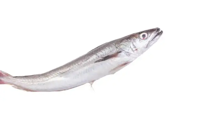 Miruna: Jak wygląda dzika ryba? Smak, zdrowie i porady kulinarne