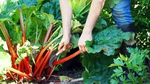 Jak sadzić rabarbar: najlepsze sposoby na udane plony w ogrodzie