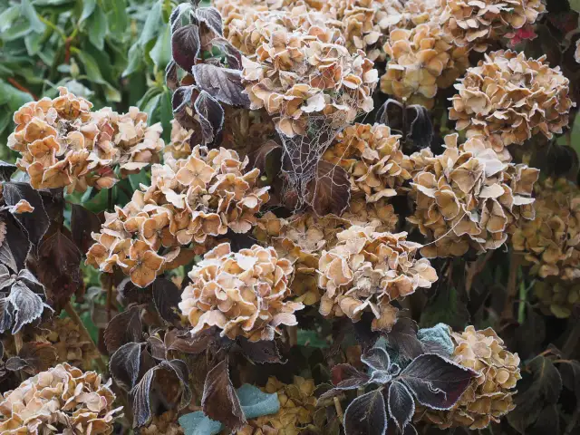 Kiedy okrywać hortensje ogrodowe? Sprawdź idealny moment i sygnały