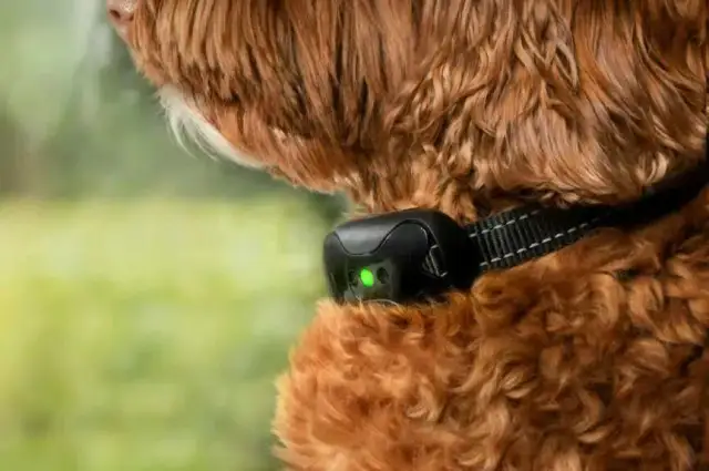 Czy obroża antyszczekowa działa? Skutki, bezpieczeństwo i alternatywy