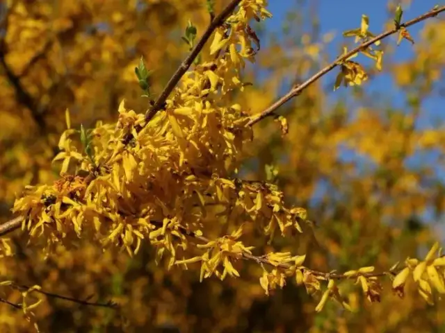 Jak przycinać forsycje, aby uniknąć błędów i cieszyć się kwitnieniem
