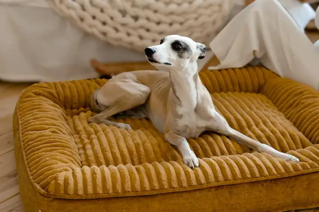 Legowisko dla psa które można prać - jak dbać o higienę i komfort