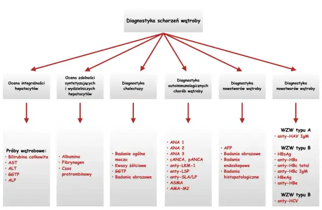 Dlaczego wątroba nazywana jest laboratorium chemicznym i jakie ma funkcje?