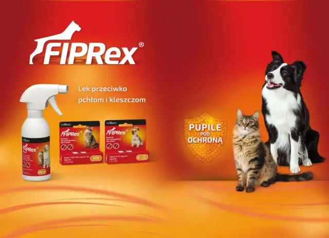 Biedronka Radom: Ponad 16 sklepów! Adresy, godziny, unikaj kolejek