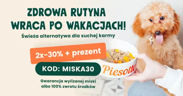 Czym karmić szczeniaka? Domowe jedzenie pełny poradnik