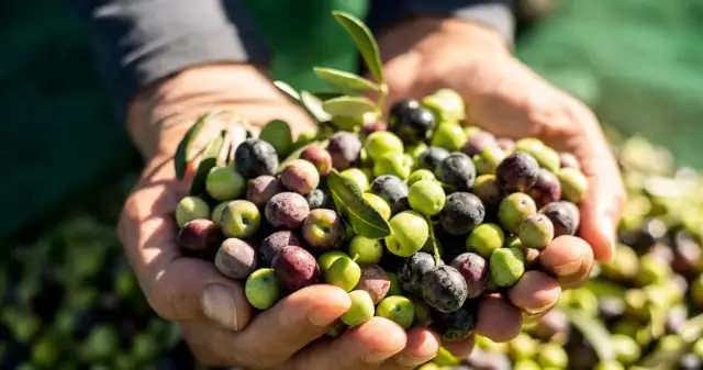 Czy oliwki są kaloryczne? Zaskakujące fakty o ich wartościach odżywczych