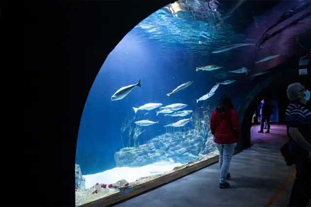 Ceny biletów do oceanarium Stralsund - uniknij kolejek i oszczędzaj
