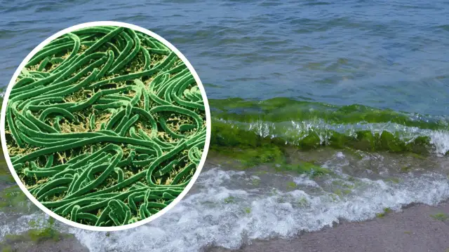 Sinice w Bałtyku: jak wyglądają i jakie niosą zagrożenia?