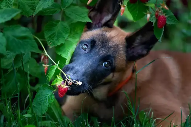 Czy pies może jeść maliny? Sprawdź, co musisz wiedzieć o bezpieczeństwie
