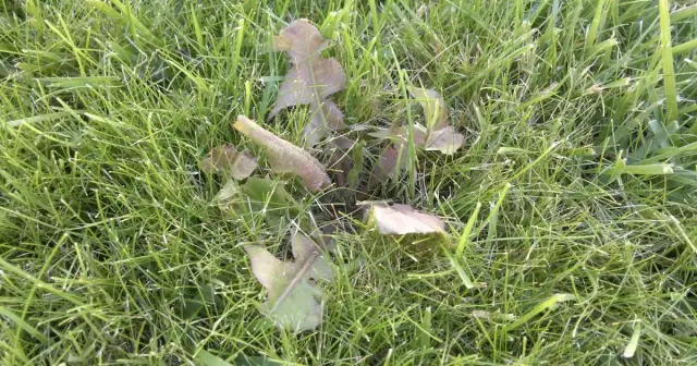 Pospolity szarozielony chwast: jak go zidentyfikować i zwalczać