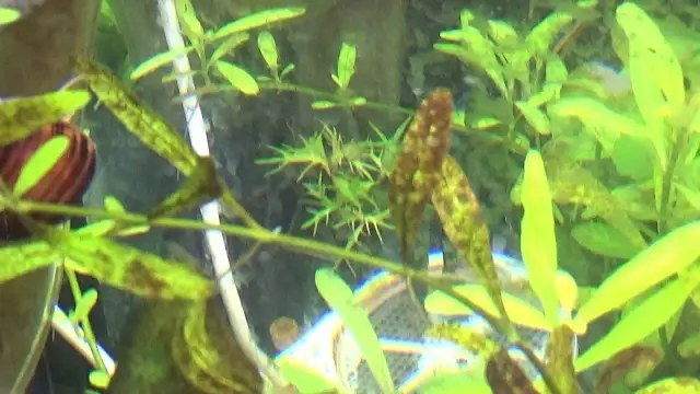 Jak wyglądają okrzemki w akwarium i jak ich unikać w hodowli