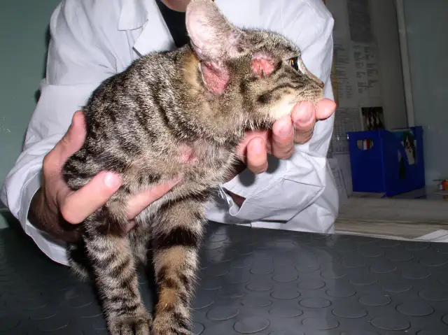 Kot z zaczerwienionymi uszami i łysymi plamami na głowie, prawdopodobnie z powodu alergii pokarmowej.