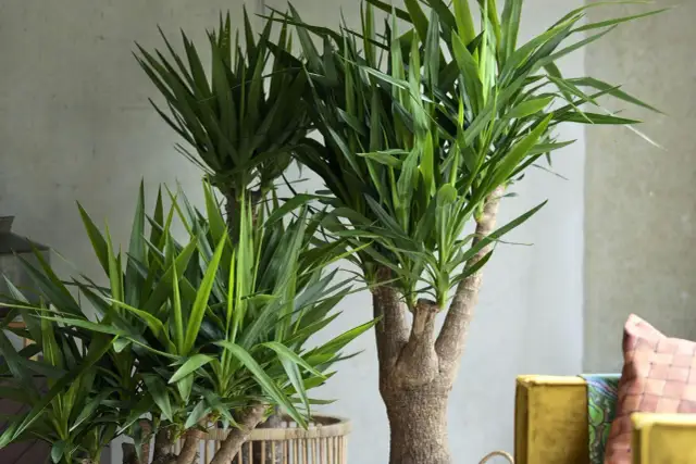 Jaka donica do juki domowej? Wybierz idealny rozmiar i materiał