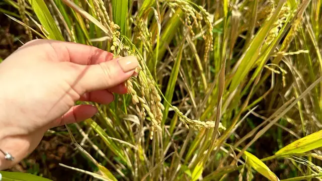 Jak uprawia się ryż - sekrety skutecznej hodowli ryżu w ogrodzie