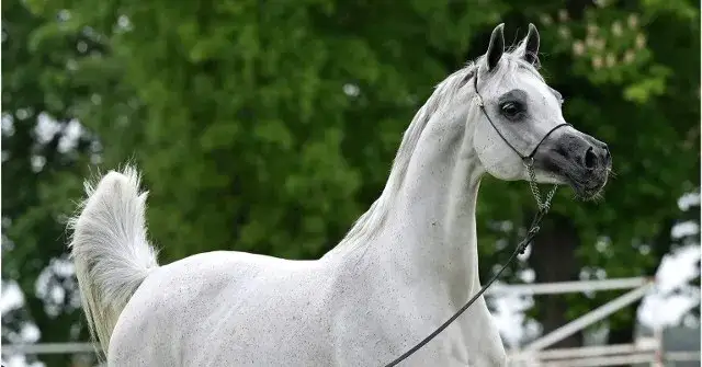 Stadnina koni Michałów - historia, hodowla i konie na sprzedaż