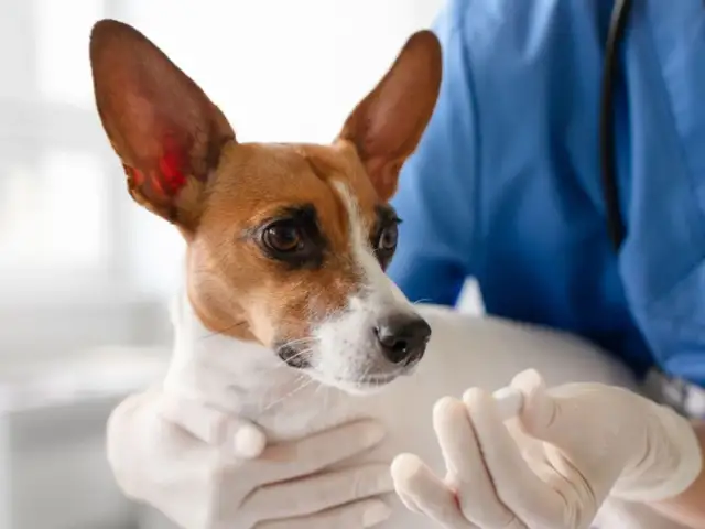 Ludzkie krople dla psa? Nie rób tego! Bezpieczne alternatywy i weterynarz