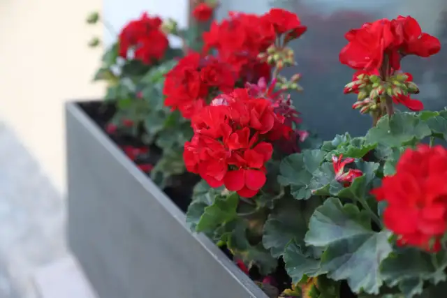 Jak przycinać pelargonie, aby uniknąć błędów i cieszyć się zdrowiem roślin