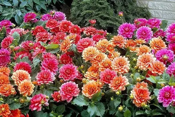 Dalia z nasion kiedy siać - uniknij błędów w siewie i pielęgnacji