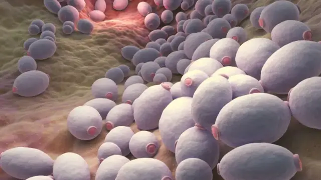 Skuteczne leki na grzyba Candida: Szybkie i pewne rozwiązanie problemu