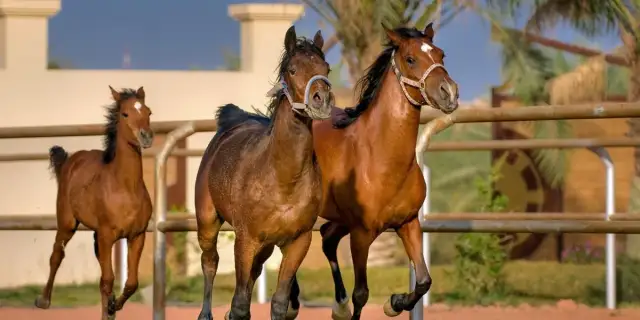 Stadnina koni Klikowa: Poznaj historię i sukcesy hodowli arabskich