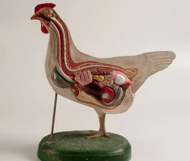 Jak kury się rozmnażają - zaskakujące fakty o ich rozmnażaniu