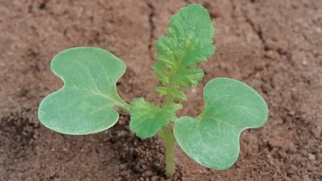 Rzodkiew świrzepa: Skuteczne zwalczanie i identyfikacja chwastu