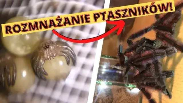 Jak rozmnażają się pająki? Od zalotów po kanibalizm poznaj sekrety.