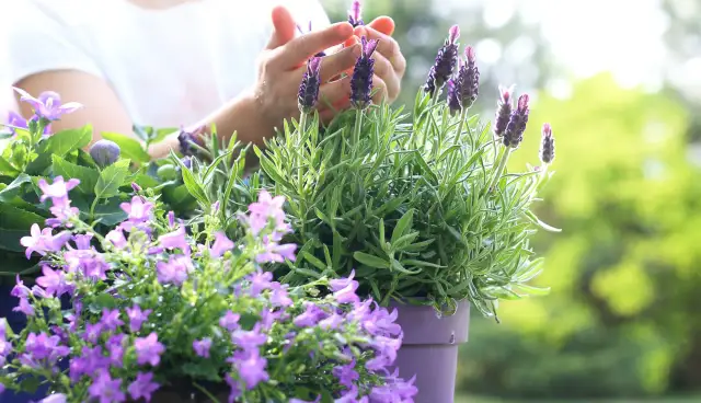 Jak przycinać lawendę w doniczce, aby uniknąć błędów i cieszyć się zdrowiem rośliny