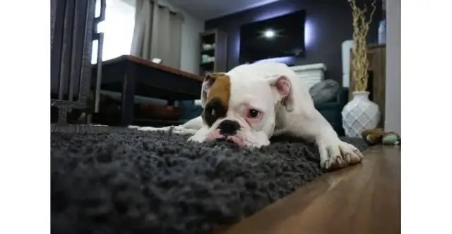 Szczeniak niszczy meble? Zrozum i oducz! Poradnik eksperta.