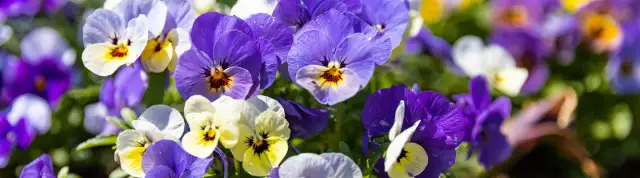 Kiedy siać bratki do gruntu, aby cieszyć się pięknym kwitnieniem