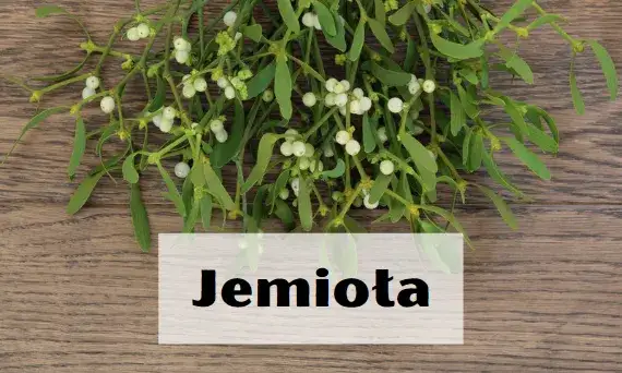 Czy jemioła jest trująca dla psa? Objawy i zagrożenia dla zdrowia