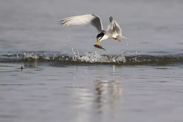 Jezioro Wieleckie: Ochrona rzadkich ptaków i atrakcje przyrody